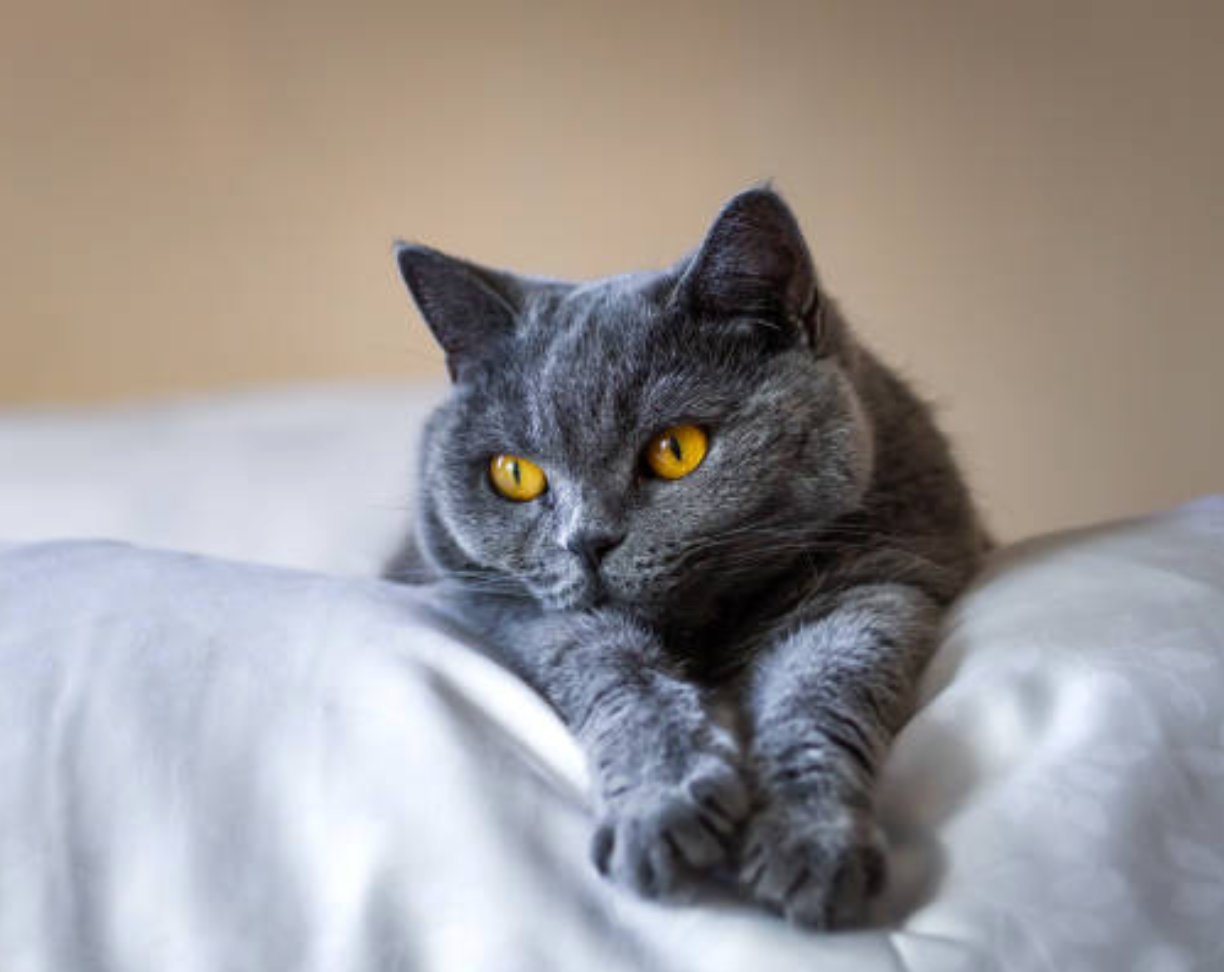 Cats We Love Sitting: 6 Favourite Breeds We See (and Adore)