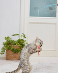 Cat playing with a toy held by a person in a room with a plant and door.