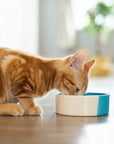 An orange and white cat eating from a white bowl with a blue interior on a hardwood floor.