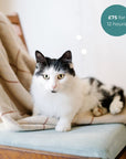 cat sitting on a blanket