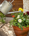 Home Visits - Starting at £25