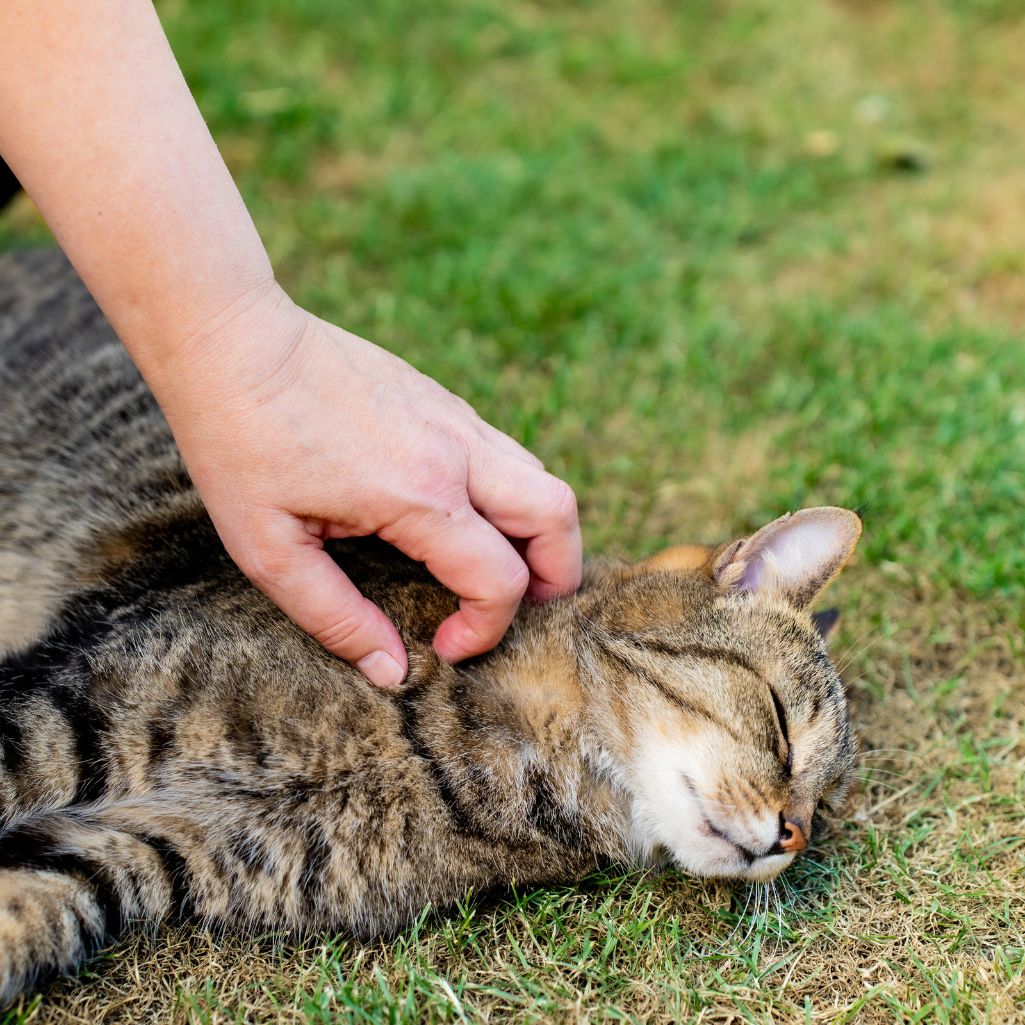 Spring Cat Care Tips: Keeping Your Cat Happy, Healthy & Safe