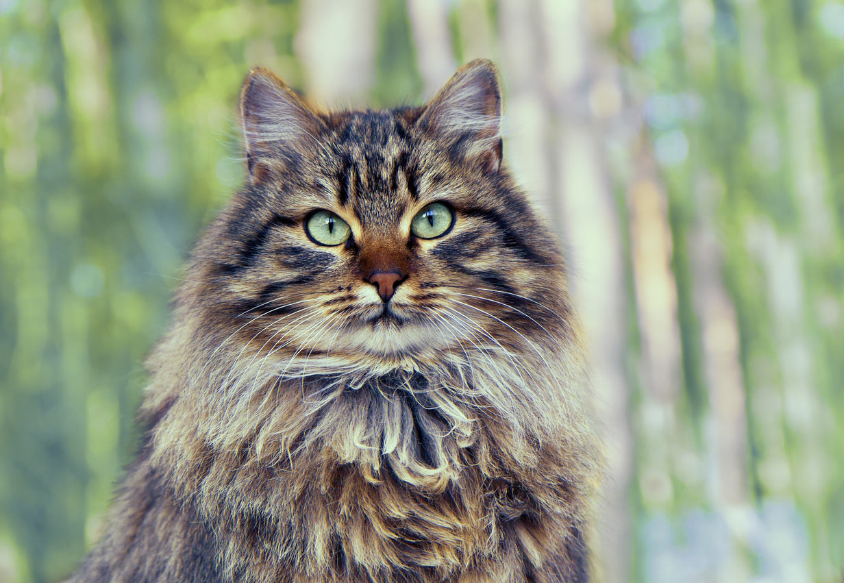 From Kitten to Senior: How Cat Care Changes Through the Years