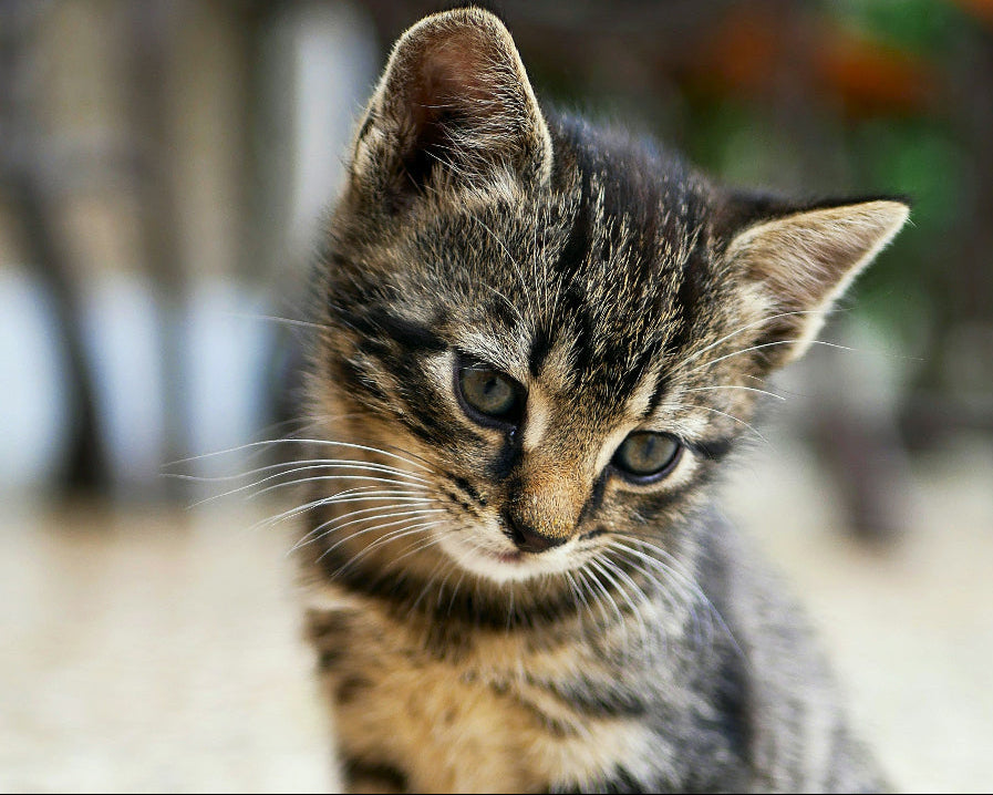 Thinking About a Kitten? A Calm, Honest Guide for Future Cat Parents