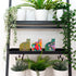 Black metal shelf with plants and colorful cat-themed cards on a white background