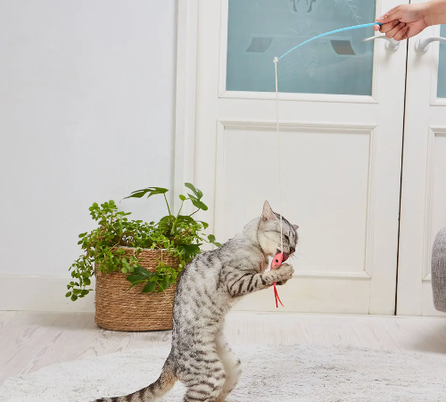Cat playing with a toy held by a person in a room with a plant and door.