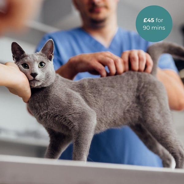 Cat being stroked by a vet